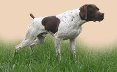 Braco Francês - Pyrenees